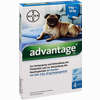 Advantage 100mg Lösung für Hunde  4 Stück - ab 24,87 €