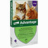 Advantage 80mg für Große Katzen und Große Zierkaninchen Lösung 4 x 0.8 ml