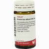 Arsenicum Album D6 Globuli 20 g - ab 0,00 €