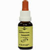Bachblüten Murnauer Tropfen Honeysuckle  20 ml - ab 7,85 €