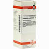 Caladium Seguin D4 Dilution 20 ml - ab 8,35 €