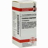 Caladium Seguin D4 Globuli 10 g - ab 8,04 €