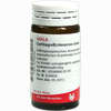 Cartilago/echinacea Comp Globuli 20 g - ab 7,18 €