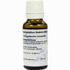 Caulophyllum D6 Dilution 20 ml - ab 7,07 €