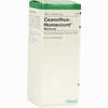 Ceanothus Homaccord Mischung Liquidum 30 ml - ab 7,54 €
