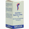 Conchae Quercus Comp S Trituration 20 g - ab 19,79 €