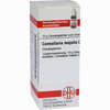 Convallaria Majal D6 Globuli 10 g - ab 7,55 €