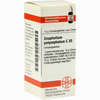 Gnaphalium Polycephalum C30 Globuli  10 g - ab 7,84 €