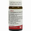 Hyoscyamus Ex Herba D6 Globuli 20 g - ab 7,78 €