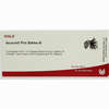 Iscucin Pini Stärke B Ampullen  10 x 1 ml - ab 53,84 €
