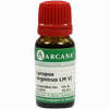 Lycopus Virgin Arca Lm 6 10 ml - ab 15,33 €