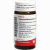 Pancreas/equisetum Globuli 20 g - ab 7,18 €