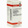 Phellandrium Aquat D6 Globuli 10 g - ab 7,55 €