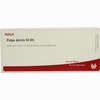 Pulpa Dentis Gl D5 Ampullen 10 x 1 ml - ab 19,31 €
