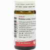 Robinia Comp Globuli 20 g - ab 7,18 €