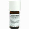 Thuja Occid D6 Dilution 20 ml - ab 26,09 €