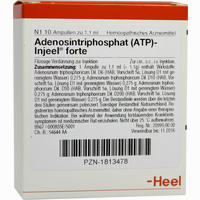 Adenosintriphosphat (atp)- Injeel Forte Ampullen  10 Stück - ab 16,50 €