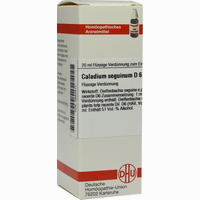 Caladium Seguin D6 Dilution 20 ml