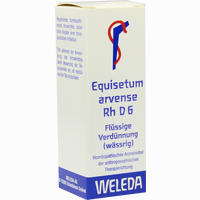 Equisetum Arv Rh D6 Dilution 20 ml