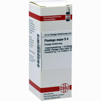 Plantago Major D4 Dilution 20 ml