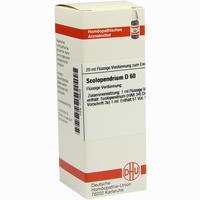 Scolopendrium D60 Dilution 20 ml