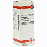 Scutellaria Lat D6 Dilution 20 ml