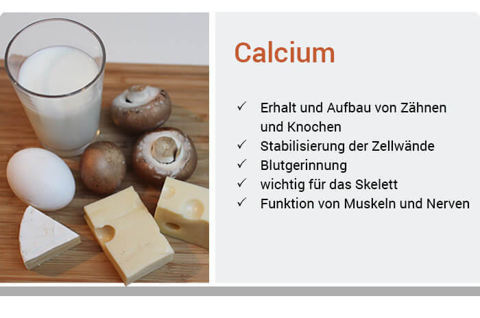 Funktion von Calcium